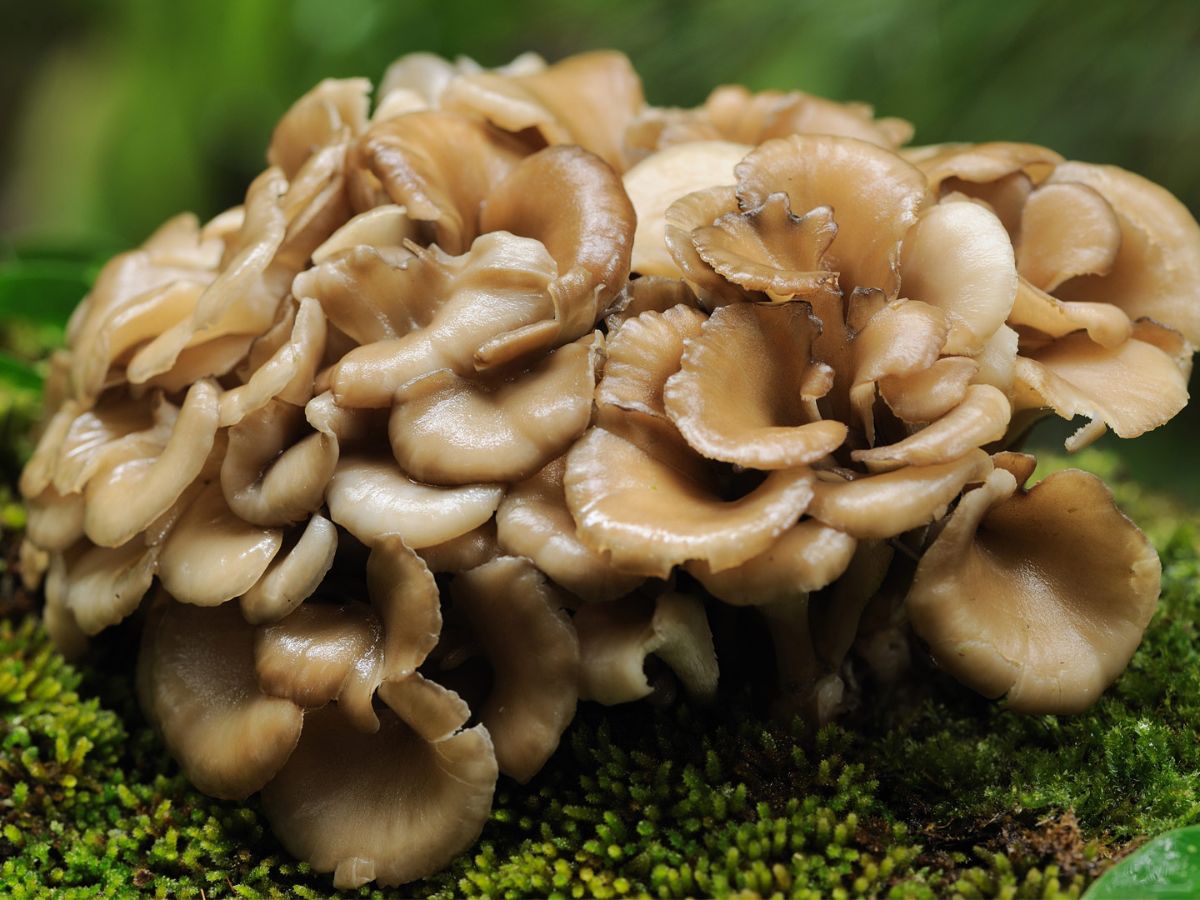 5 корисних властивостей грибів майтаке, їх застосування і призначення, а також шкода і протипоказання