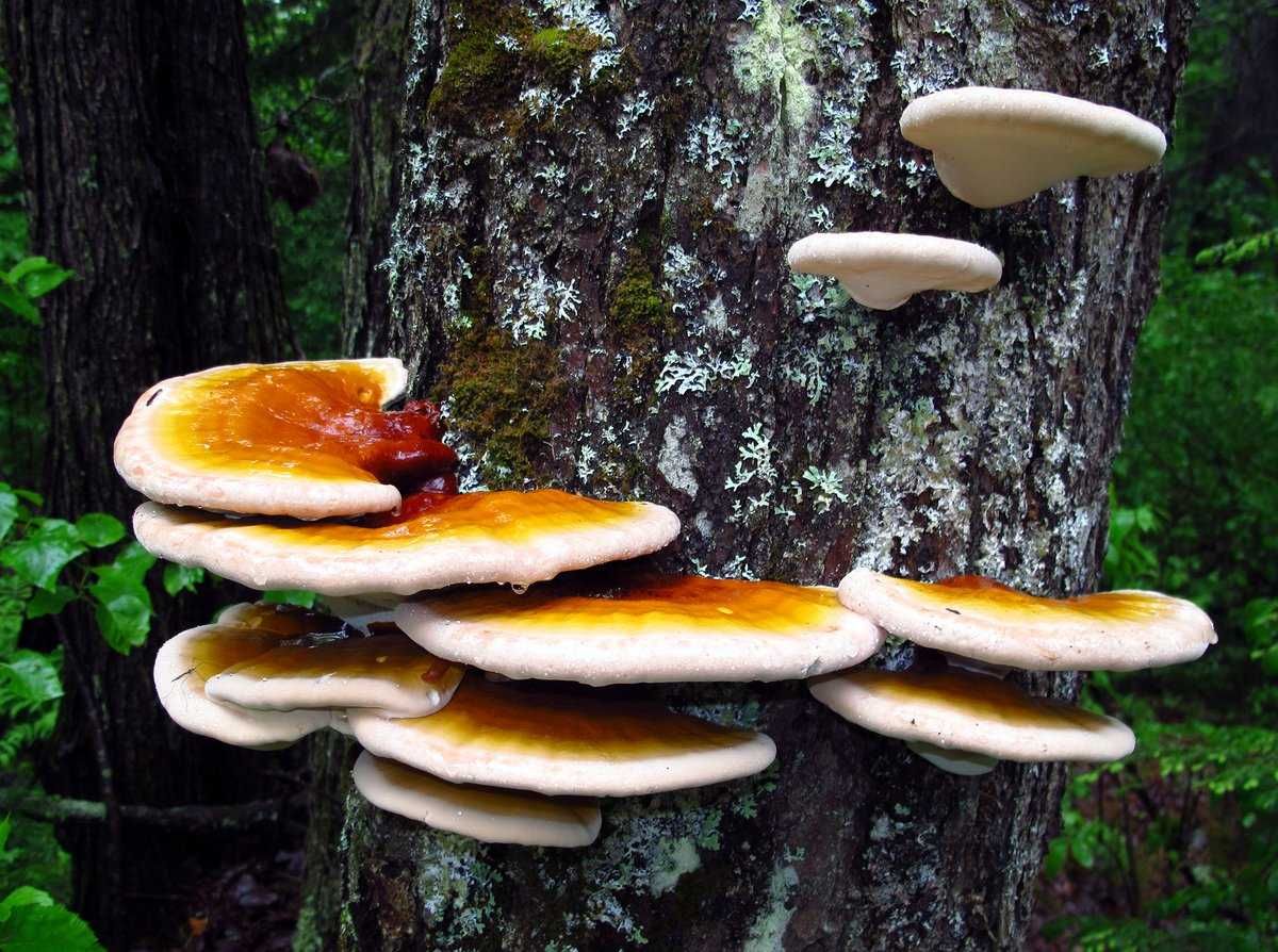 5 лікувальних властивостей гриба Рейші і протипоказання, а також опис і способи застосування