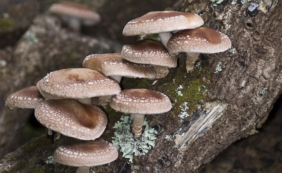 6 корисних властивостей гриба шиітаке, а також протипоказання і правила застосування