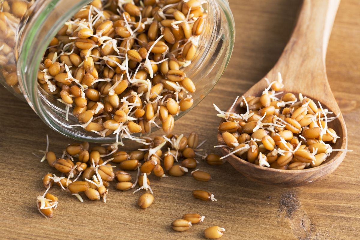 Користь пророщеної пшениці — 6 доведених властивостей паростків для організму людини, а також шкода і застосування