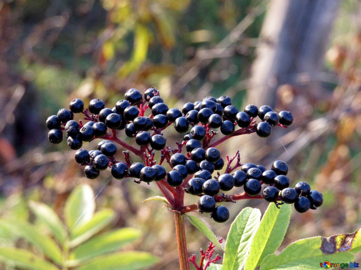 7 лікувальних властивостей чорної бузини для здоров'я, протипоказання і опис ягоди