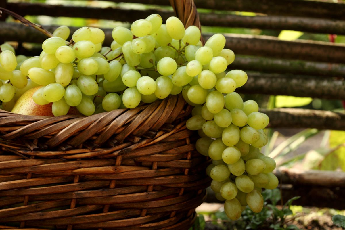 Користь винограду — 10 фактів про його вплив на організм людини, склад і протипоказання