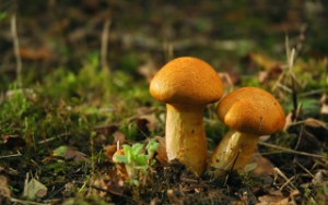 Як гриби впливають на печінку — 3 факти про те, шкідливі вони чи корисні, а також Чи можна їх їсти при захворюваннях??