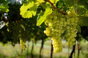6 фактів про вплив винограду на печінку: корисний чи шкідливий даний продукт, а також Чи можна його їсти при цирозі і жировому гепатозі??