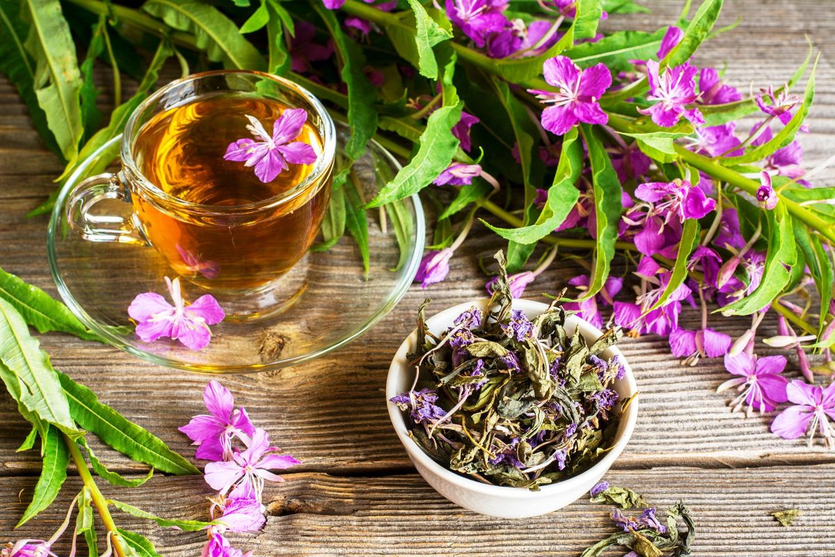 Іван-чай — 7 лікувальних властивостей і протипоказання, огляд користі для здоров'я організму жінок і чоловіків