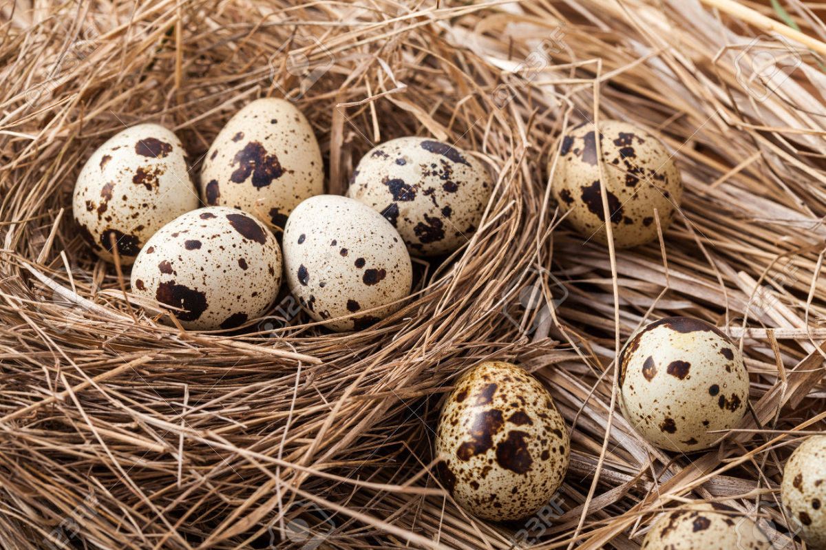 Перепелині яйця — 11 фактів про користь і шкоду для організму, як їх приймати і по скільки
