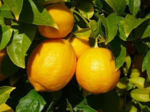 Лимон для мозку — 6 корисних властивостей і рецепти для чищення судин голови в поєднанні з часником та іншими продуктами