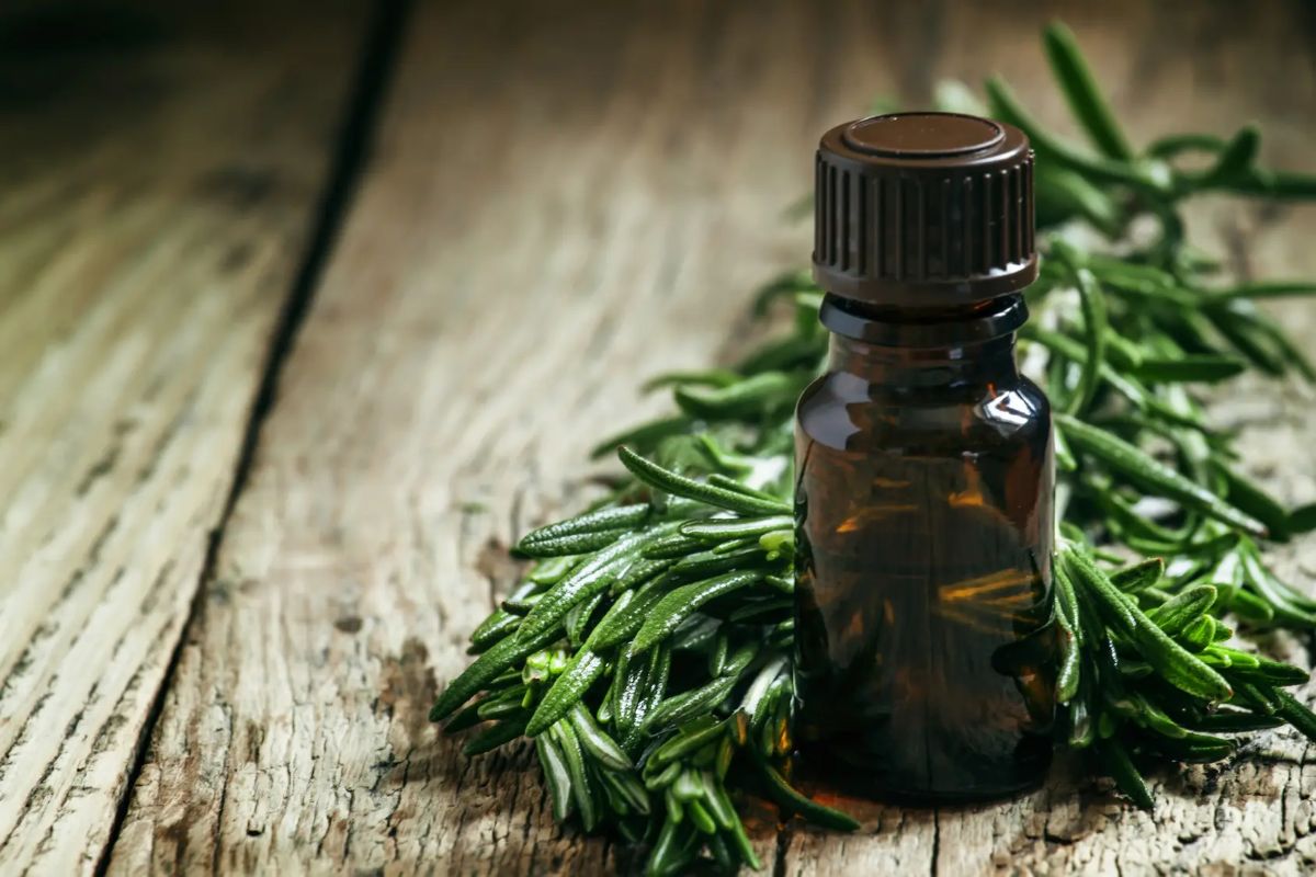 Олія чайного дерева — 10 властивостей і застосування, а також вплив на здоров'я організму