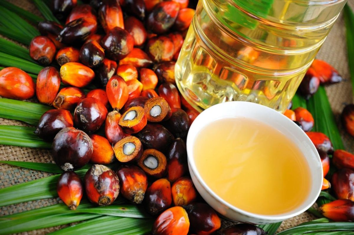 Пальмова олія-шкода і користь для здоров'я організму